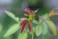 Closeup rose bud on bur backgrounder