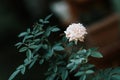 Closeup of a rose on the bush in rose with blurred background