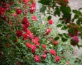 Closeup of rose bush flowers