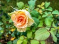 Closeup of a rose flower at garden