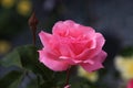 Closeup of a rose in full bloom