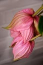 Closeup of a rose grape, medinilla magnifica