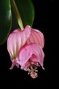 Closeup of a rose grape, medinilla magnifica