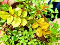 Closeup of rose leaves in a garden