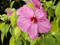 Closeup of rose mallow with large flowers