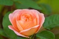 Closeup of rose in pale peach coral salmon colors blossoming in