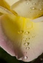 Closeup of rose petal with water drops