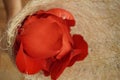 Closeup rose petals