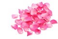 Closeup rose petals on white