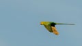 Closeup of a Rose-ringed parakeet captured on midflight against a clear blue sky Royalty Free Stock Photo