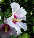 Closeup of rose of sharon