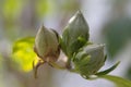 Closeup of Rose of Sharon Seedbuds 1