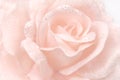 Rose soft focus texture Royalty Free Stock Photo