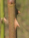 Closeup of a rose stem with torns Royalty Free Stock Photo