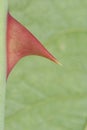 Closeup of rose thorn