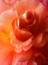 Closeup of rose 'Westerland' Royalty Free Stock Photo