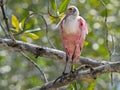 Wildlife photo of a Roseate Spoonbill Platalea ajaja Royalty Free Stock Photo