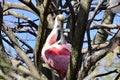 Closeup of Roseate spoonbill (Platalea ajaja) perched among tree branches Royalty Free Stock Photo