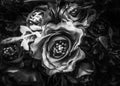 Closeup roses texture background in black and white