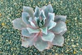 Isolated Rosette Succulent Plant on multi-colored pebbles