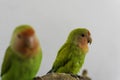 Closeup of Rosy-faced lovebirds perched on a wooden branch isolated on a gray background Royalty Free Stock Photo