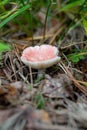 Closeup of Rosy russula mushroom.Russula rosea synonym Russula lepida, known as the rosy russula. Vertical Royalty Free Stock Photo