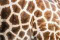Closeup of a Rothschild`s giraffe coat