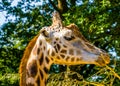 Closeup of a rothschilds giraffe head eating leaves from a tree branch, endangered animal specie from Africa Royalty Free Stock Photo