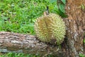 rotten durian causes wind falling near the tree at Thailand