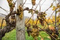 Closeup of rotten grapes in an autumnal vineyard Royalty Free Stock Photo