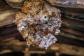 Rotten joist on abandoned house with spider and spiderweb