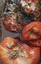 Closeup rotten tomatoes