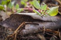 Rotting tree trunk with plant growing on it