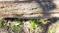 Rotting wood in the grass Royalty Free Stock Photo