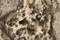 Closeup of rough ancient stone, relief structure, concrete texture wall. Uneven surface with pimples. For modern