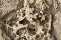 Closeup of rough ancient stone, relief structure, concrete texture wall. Uneven surface with pimples. For modern Royalty Free Stock Photo