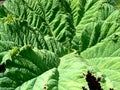 Closeup of rough mammoth leaf Royalty Free Stock Photo