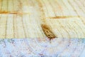A closeup of a rough section of a plank of wood. Royalty Free Stock Photo