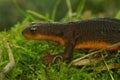 Closeup on a rough-skinned newt, Taricha granulosa sitting on green moss