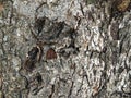 Closeup of rough surface of tree bark
