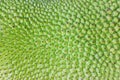 Closeup rough texture of green jackfruit skin. Natural tropical fruit pattern background. Royalty Free Stock Photo