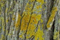 Closeup rough tree bark green/yellow moss texture
