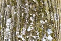 Closeup Rough tree bark texture Royalty Free Stock Photo