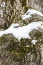 Closeup Rough tree bark texture