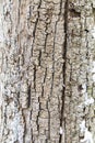Closeup Rough tree bark texture Royalty Free Stock Photo
