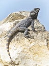 Closeup of a Roughtail Rock Agama Lizard on a Boulder