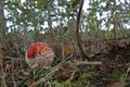 Closeup on a round ball-shaped emerging red highly toxic Fly agaric mushroom, Amanita muscaria, on the forest floor Royalty Free Stock Photo