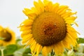 Closeup round bright beautiful yellow fresh sunflower with bee. Royalty Free Stock Photo