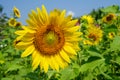 Closeup round bright beautiful yellow fresh sunflower showing pollen pattern and soft petal with blurred field and sky background Royalty Free Stock Photo