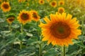 Closeup round bright beautiful yellow fresh sunflower Royalty Free Stock Photo